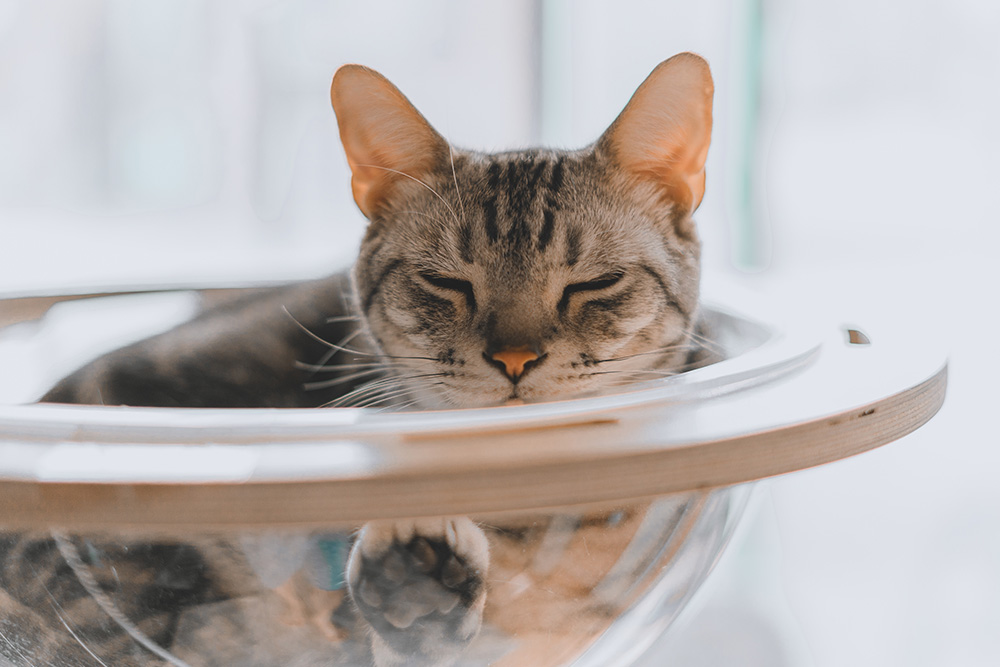 a cat sleeping in a cat nook