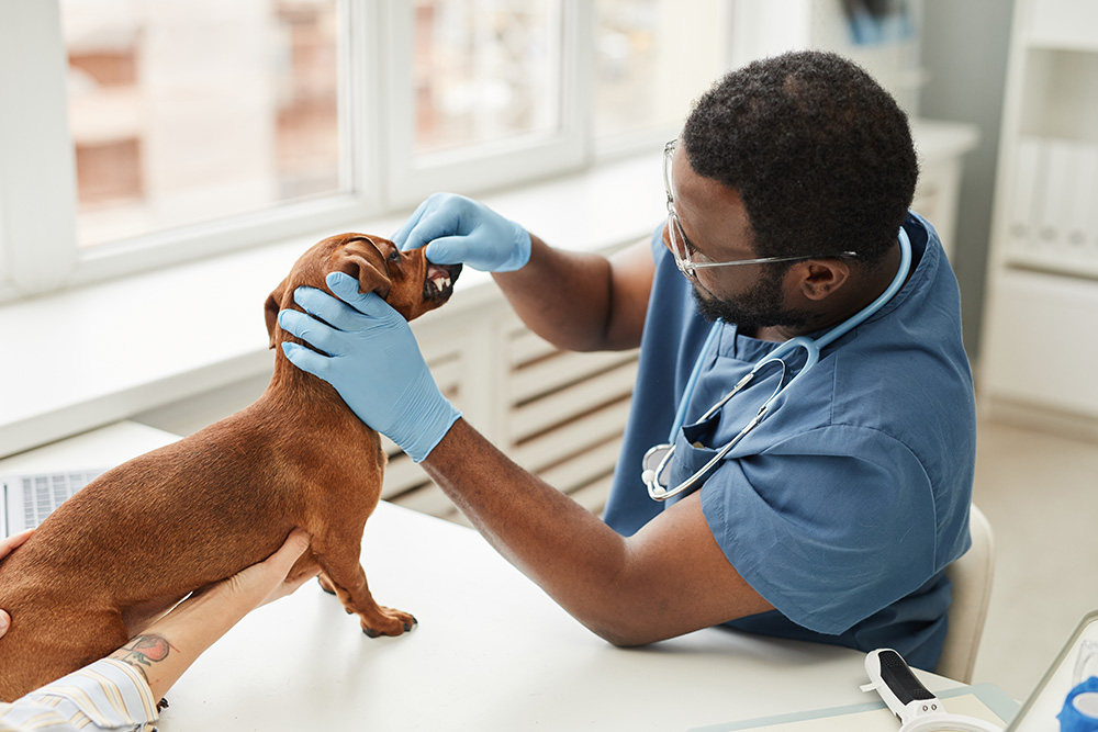 dog-checkup A veterinarian checking a small dog's teeth during an exam