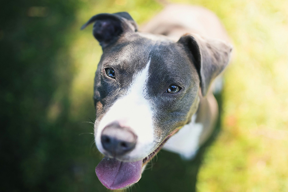happy-pit-bull A happy pit bull looking up at the camera