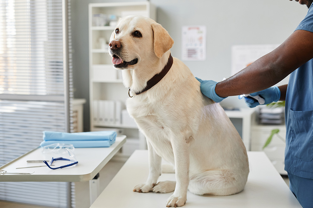 lab-checkup A yellow lab getting a checkup at the vet