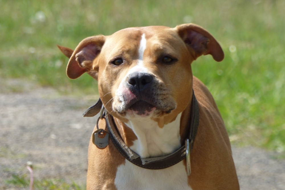 A tan and white pit bull with a collar and tag looks forward in a grassy outdoor area. A tan and white pit bull with a collar and tag looks forward in a grassy outdoor area.