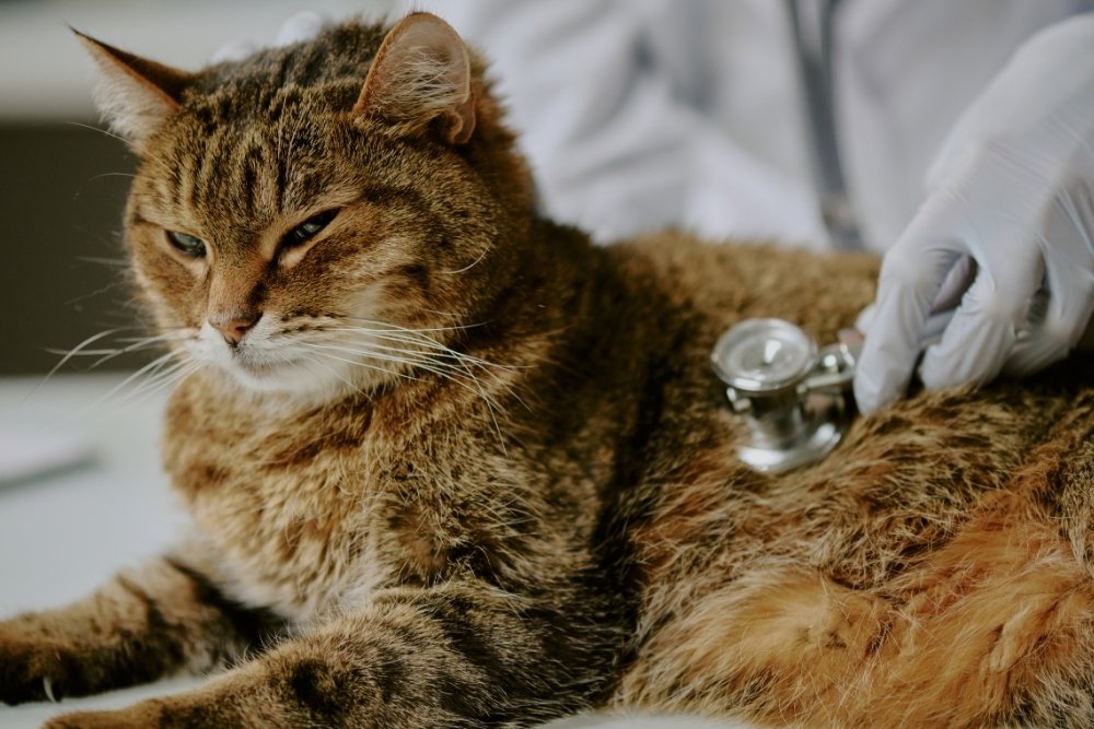 Brown cat getting treatment A veterinarian wearing white gloves uses a stethoscope to examine a tabby cat lying on a white surface.