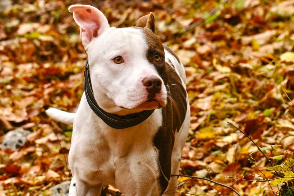 A white and brown pit bull dog with a black collar walks through fallen autumn leaves. A white and brown pit bull dog with a black collar walks through fallen autumn leaves.