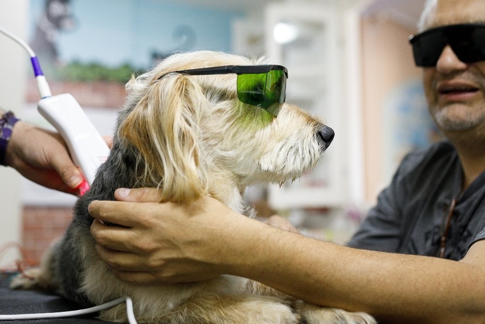 A small dog wearing green protective goggles lies on a mat while a person uses a laser therapy device on its back. Another person in dark sunglasses watches nearby. A small dog wearing green protective goggles lies on a mat while a person uses a laser therapy device on its back. Another person in dark sunglasses watches nearby.