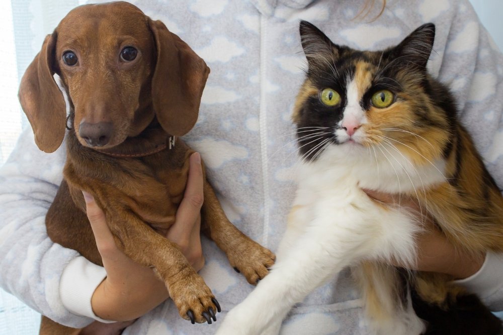 A person is holding a brown dachshund and a calico cat. A person is holding a brown dachshund and a calico cat.