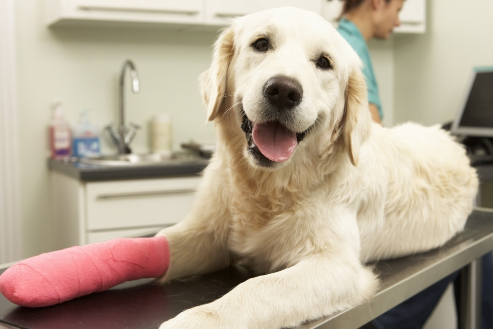 A golden retriever with a pink cast on its front leg lies on a metal examination table in a veterinary clinic. A person is visible in the background working at a computer station. A golden retriever with a pink cast on its front leg lies on a metal examination table in a veterinary clinic. A person is visible in the background working at a computer station.