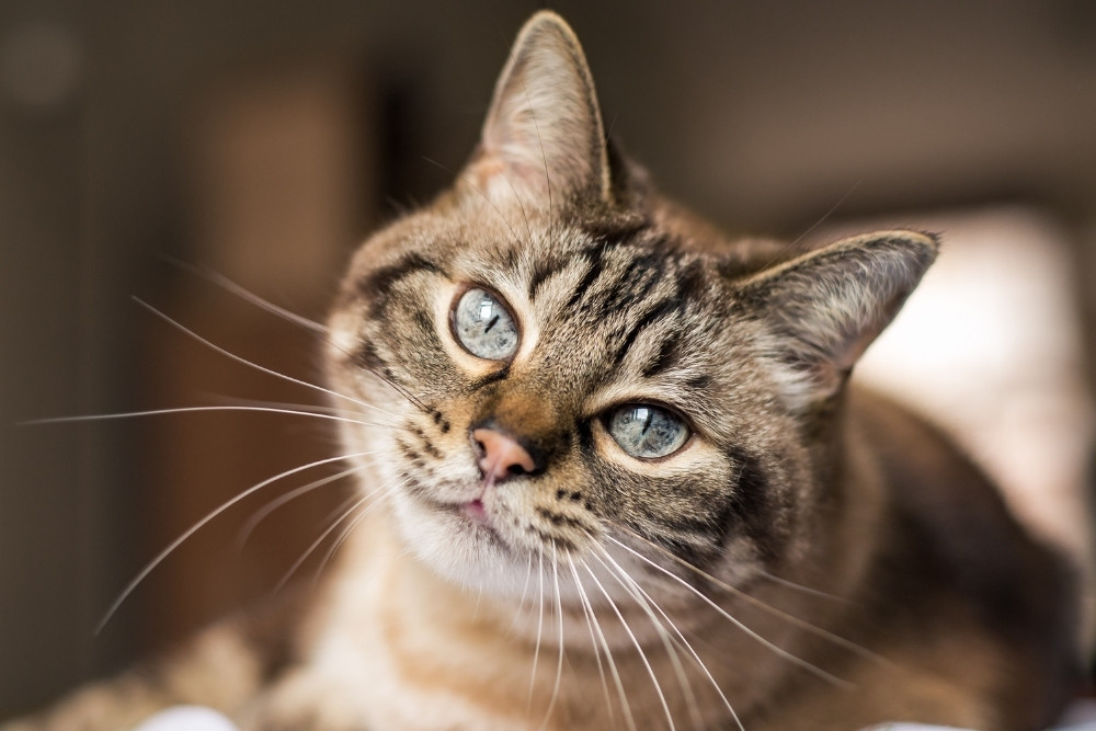 A close-up of a tabby cat with striking blue eyes, looking directly at the viewer with its head tilted slightly. A close-up of a tabby cat with striking blue eyes, looking directly at the viewer with its head tilted slightly.