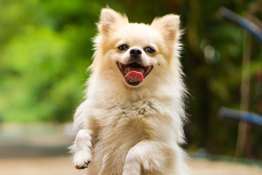 A fluffy white Pomeranian dog stands on its hind legs with its tongue out, smiling. The dog is outdoors with a blurred background of greenery and a walkway. A fluffy white Pomeranian dog stands on its hind legs with its tongue out, smiling. The dog is outdoors with a blurred background of greenery and a walkway.