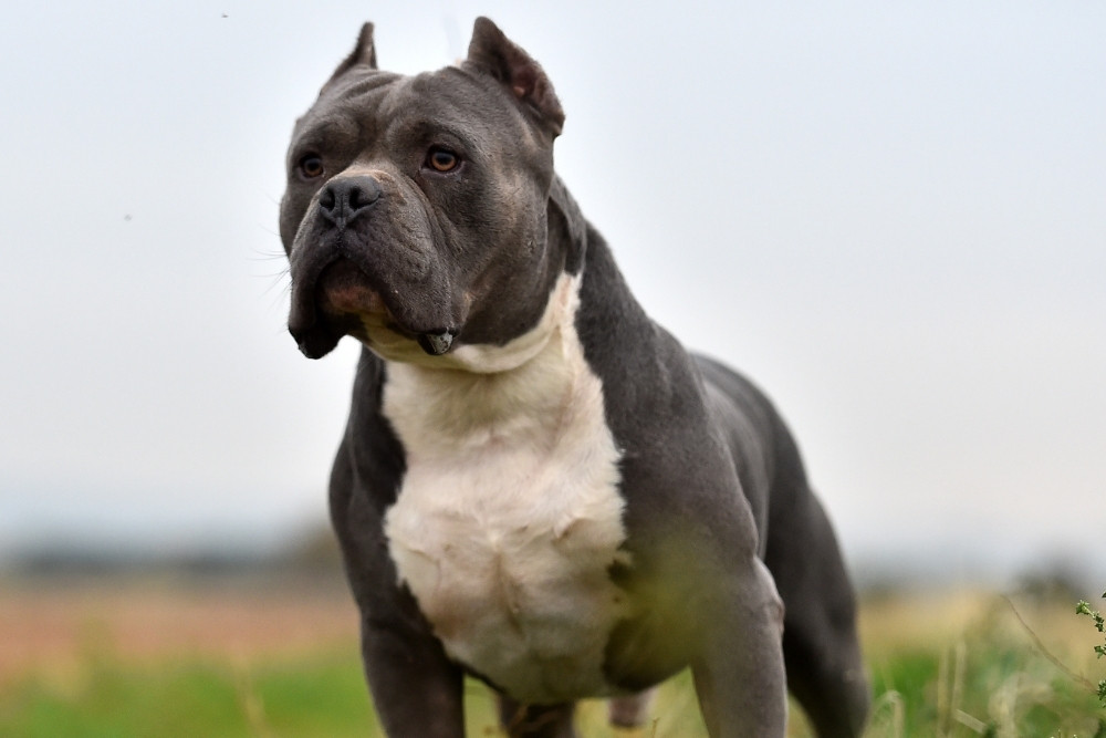 A muscular pitbull with a gray and white coat stands alertly in a grassy field under a cloudy sky. A muscular pitbull with a gray and white coat stands alertly in a grassy field under a cloudy sky.