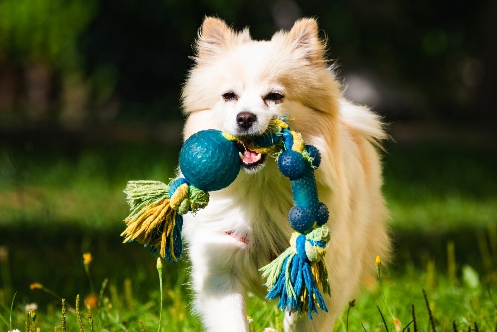 A fluffy cream-colored dog runs across a grassy field holding a blue and yellow rope toy in its mouth. A fluffy cream-colored dog runs across a grassy field holding a blue and yellow rope toy in its mouth.