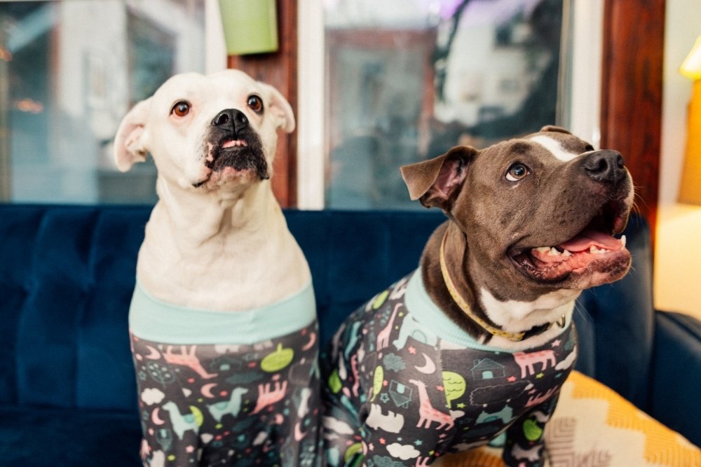 Two dogs sit on a dark blue couch wearing matching pajamas with a pattern of giraffes, moons, and stars. Two dogs sit on a dark blue couch wearing matching pajamas with a pattern of giraffes, moons, and stars.
