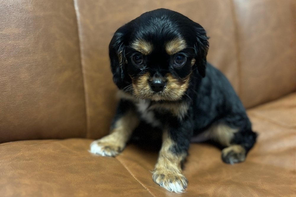 A small black and tan Cavalier King Charles Spaniel puppy sits on a brown leather couch.