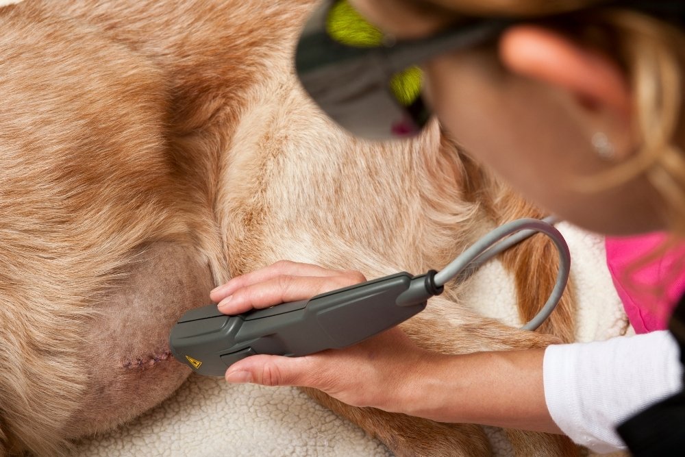 A person in protective glasses uses a laser therapy device on a dog's surgical incision. A person in protective glasses uses a laser therapy device on a dog's surgical incision.
