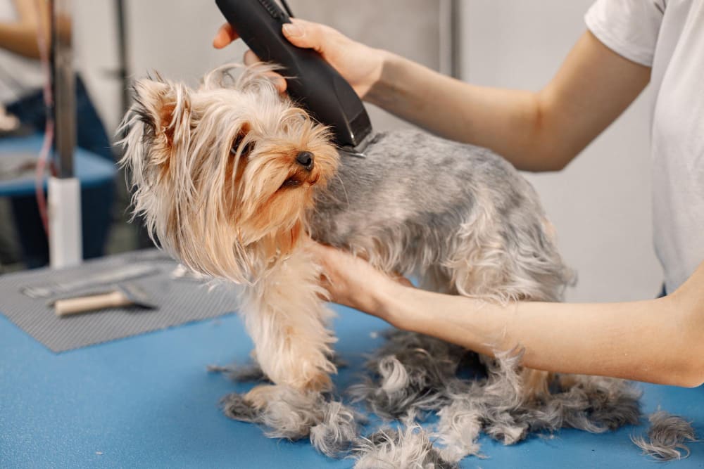 Dog Groom Dog receiving a hair cut